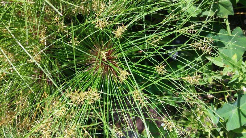 Hamelia patens plantplacesimage20150531_153604.jpg