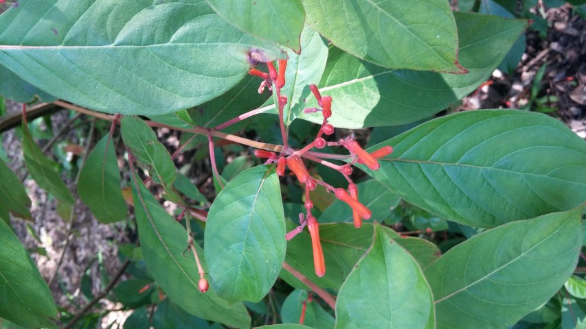 Hamelia patens plantplacesimage20150531_154131.jpg