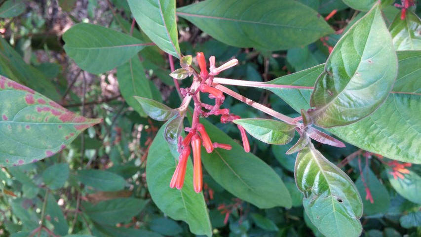 Hamelia patens plantplacesimage20150531_154142.jpg