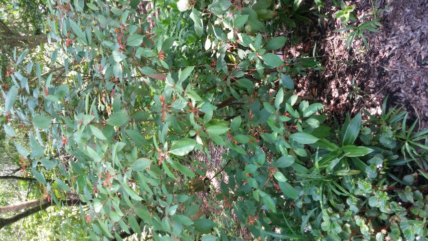 Picture of Hamelia patens  Firebush