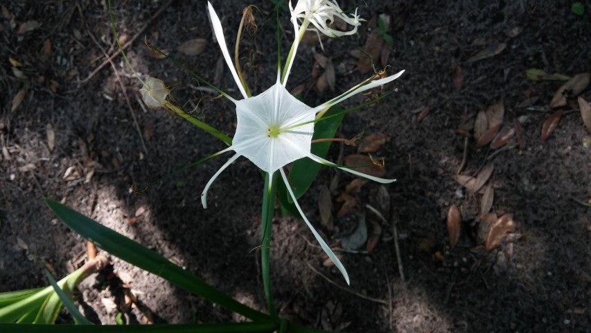 Hymenocallis maximillani plantplacesimage20150531_160157.jpg