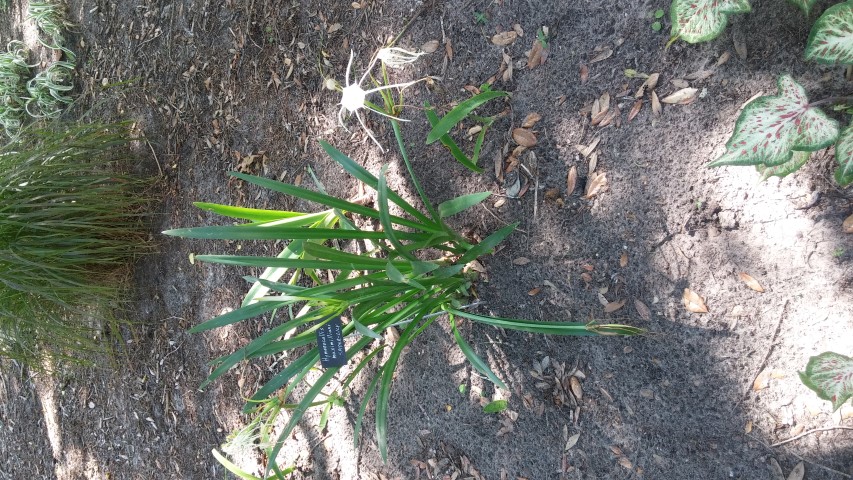 Hymenocallis maximillani plantplacesimage20150531_160207.jpg