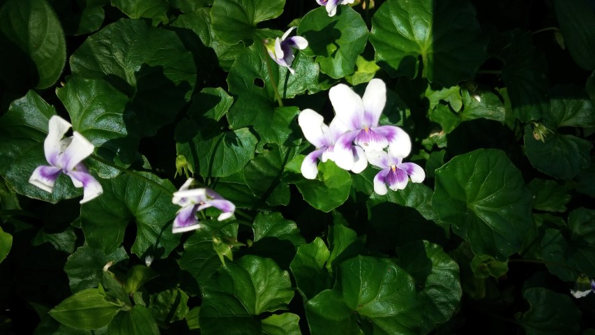 Viola henderaceae plantplacesimage20150531_160803.jpg