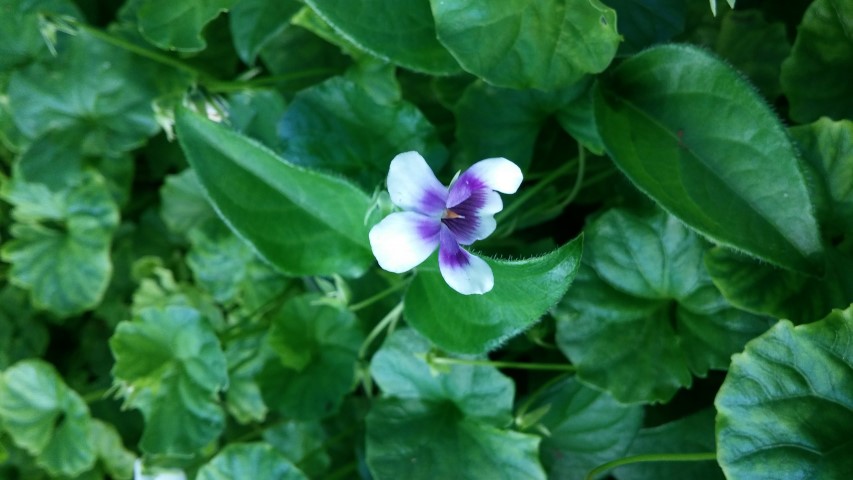 Viola henderaceae plantplacesimage20150531_160828.jpg