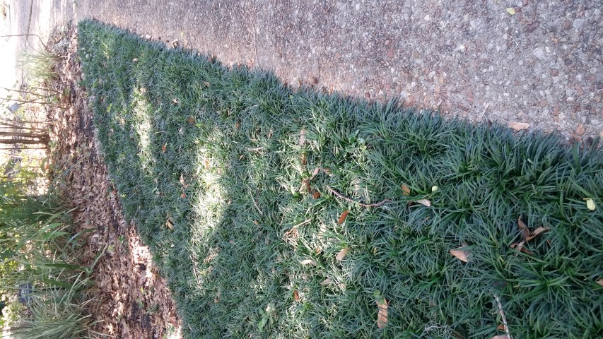 Ophiopogon japonicus plantplacesimage20150531_162055.jpg