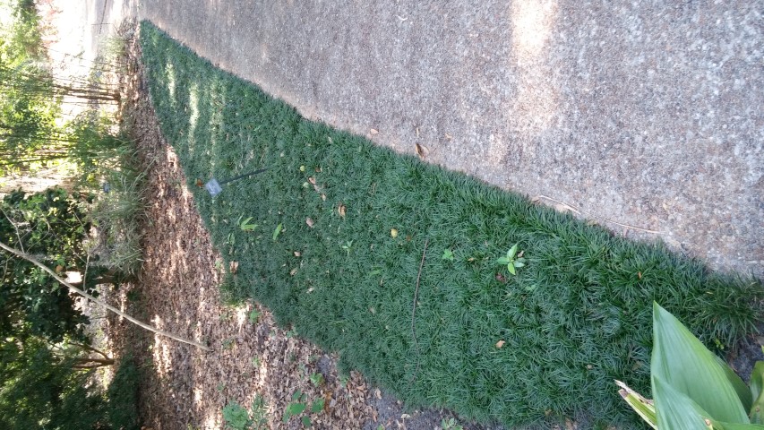 Ophiopogon japonicus plantplacesimage20150531_162110.jpg