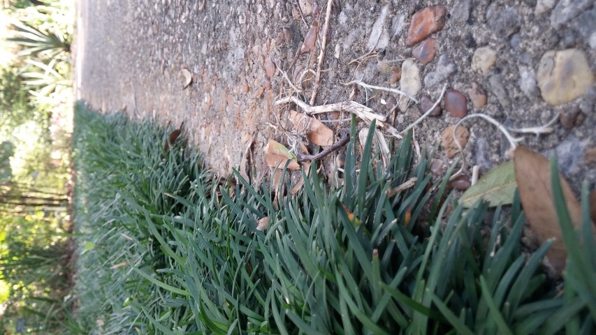 Ophiopogon japonicus plantplacesimage20150531_162119.jpg