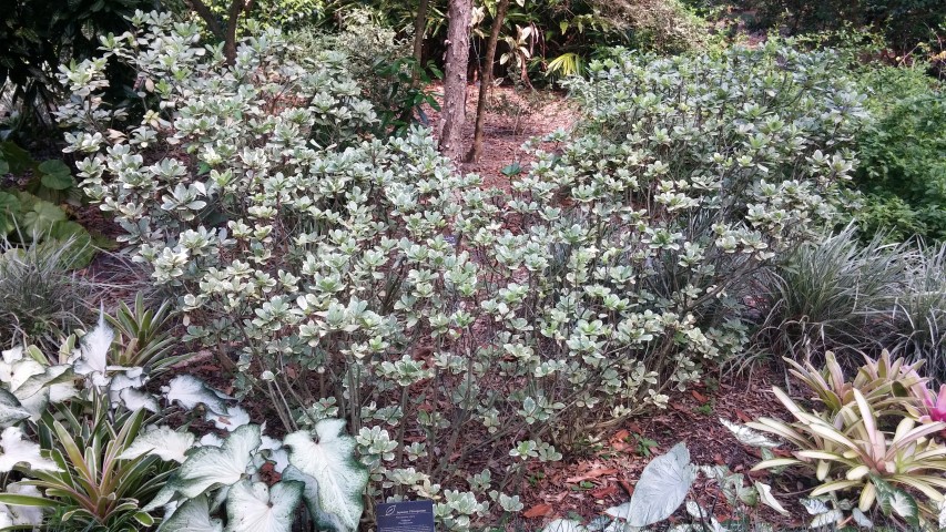 Pittosporum tobira plantplacesimage20150531_162647.jpg