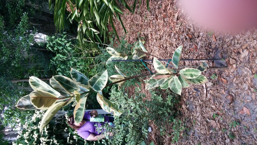 Ficus elastica plantplacesimage20150531_162959.jpg