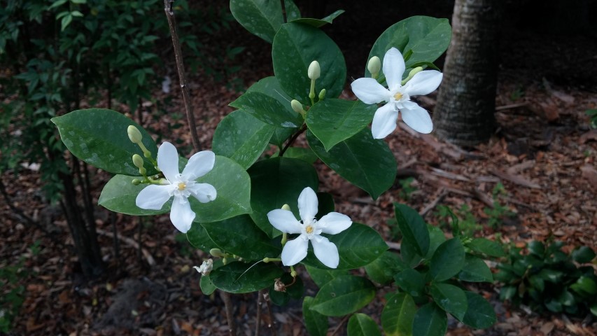 Wrightia antidysentrrica plantplacesimage20150531_163310.jpg