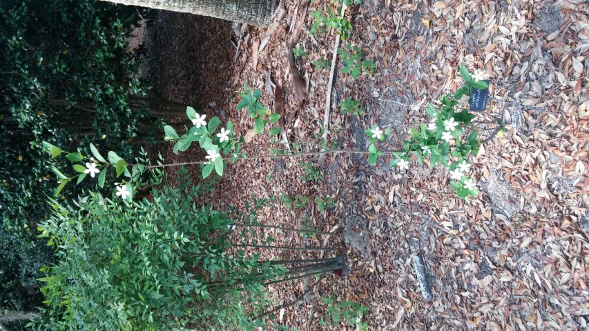 Wrightia antidysentrrica plantplacesimage20150531_163327.jpg