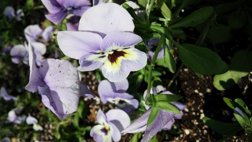 Viola cornuta plantplacesimage20150605_113007.jpg