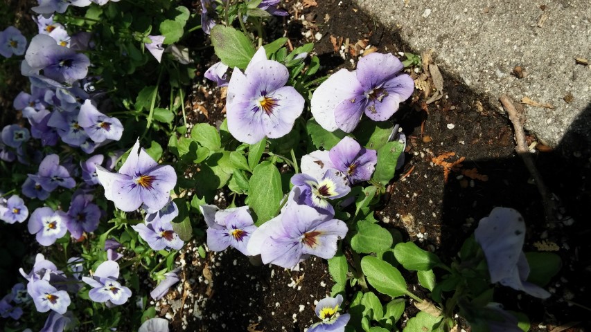 Viola cornuta plantplacesimage20150605_113027.jpg