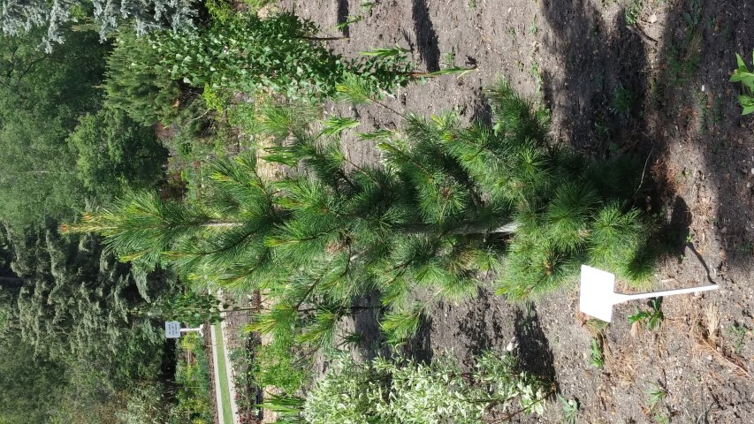 Pinus cembra plantplacesimage20150605_114217.jpg