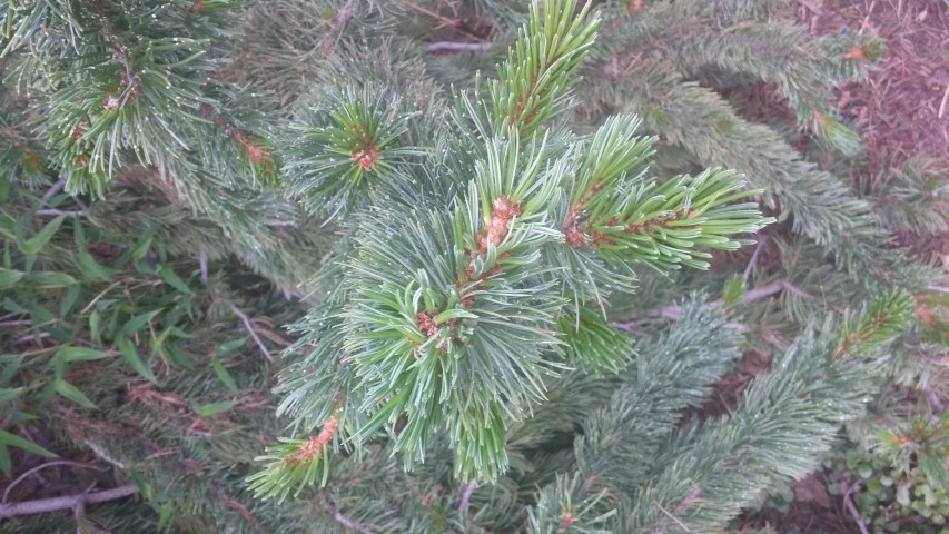 Pinus aristata plantplacesimage20150628_153812.jpg