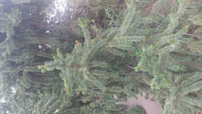Pinus aristata plantplacesimage20150628_153821.jpg