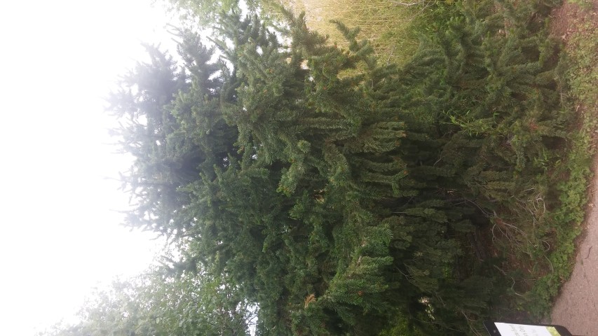 Pinus aristata plantplacesimage20150628_153854.jpg