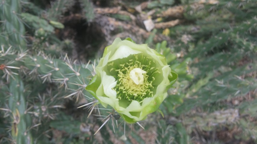Cylindropuntia imbricata plantplacesimage20150628_163353.jpg