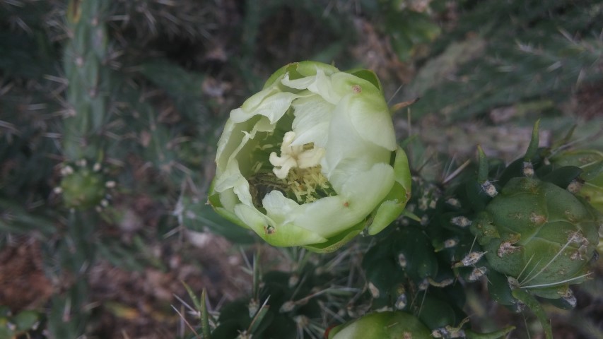 Cylindropuntia imbricata plantplacesimage20150628_163404.jpg