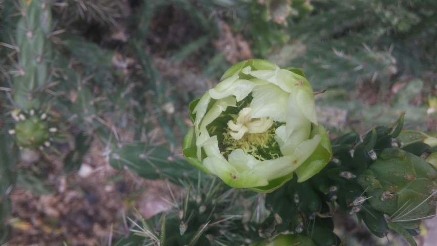 Cylindropuntia imbricata plantplacesimage20150628_163414.jpg