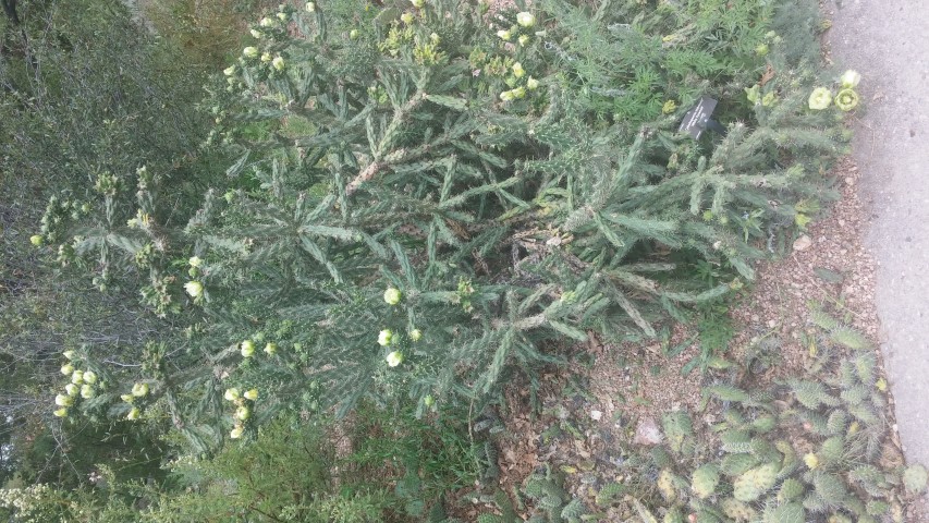 Cylindropuntia imbricata plantplacesimage20150628_163423.jpg