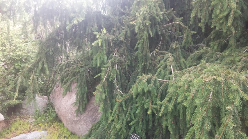 Picea abies plantplacesimage20150628_165000.jpg