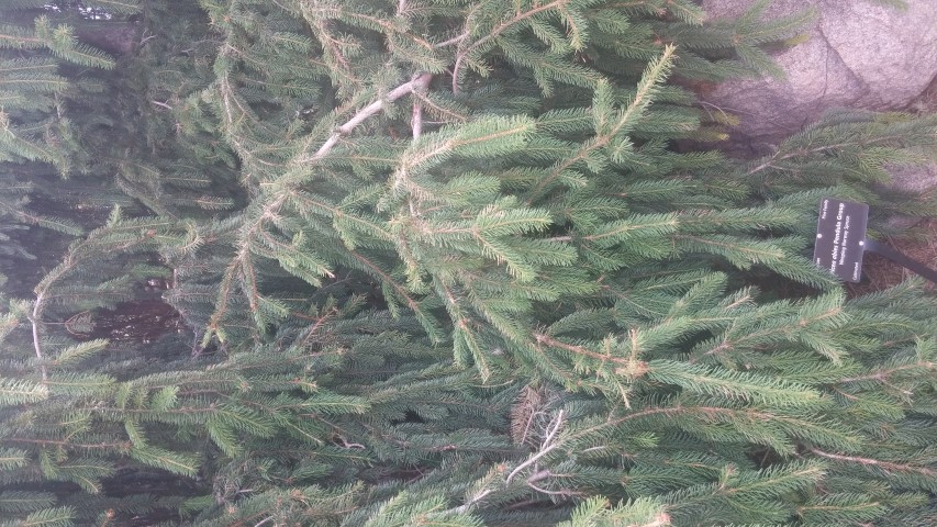 Picea abies plantplacesimage20150628_165033.jpg