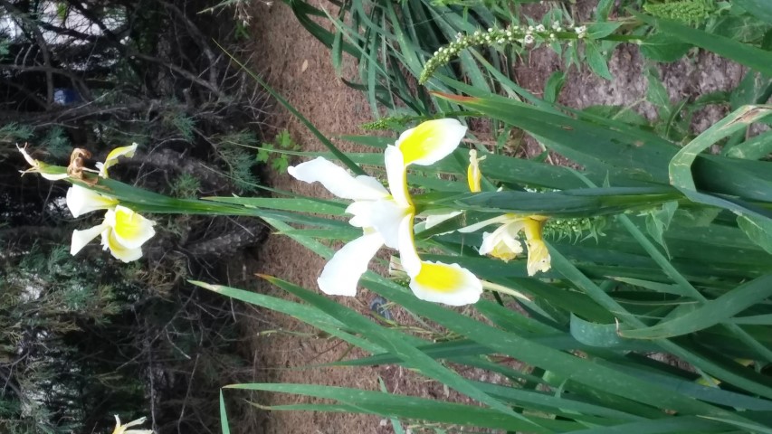 Iris spuria plantplacesimage20150628_170932.jpg