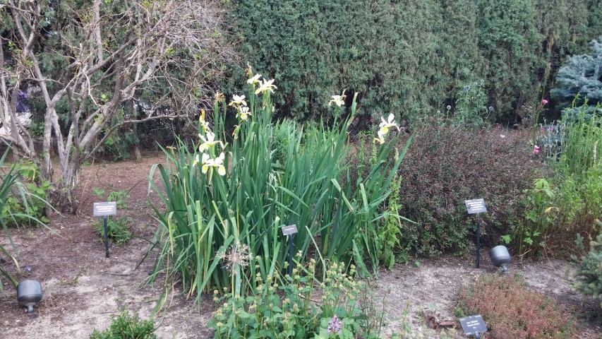 Iris spuria plantplacesimage20150628_171001.jpg