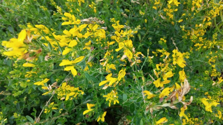 Genista tinctoria plantplacesimage20150628_171111.jpg
