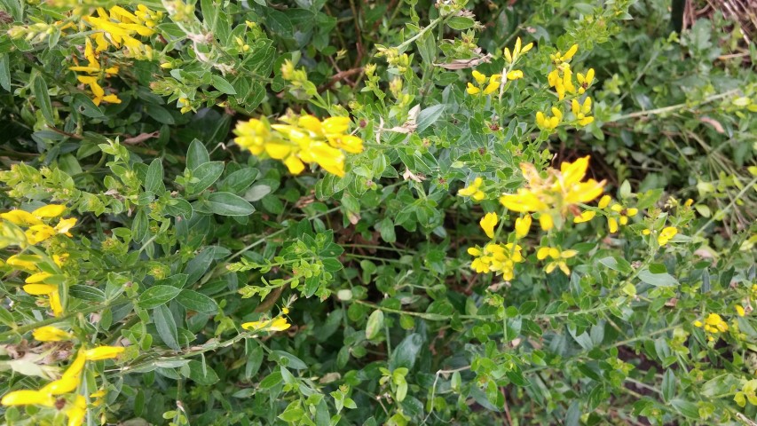 Genista tinctoria plantplacesimage20150628_171130.jpg