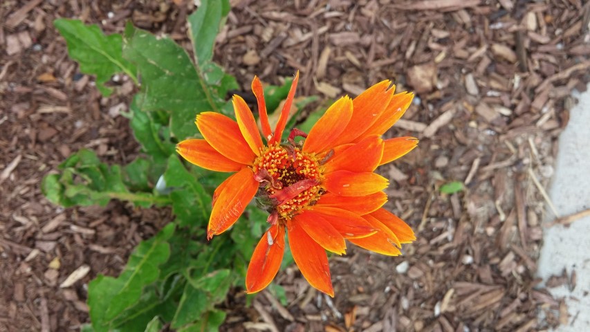 Gerbera jamesonii plantplacesimage20150628_172625.jpg