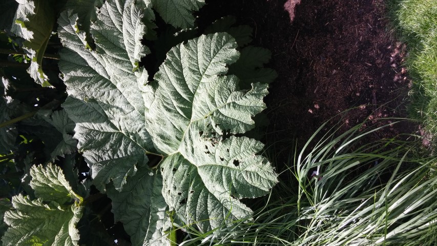 Gunnera manicata plantplacesimage20150704_145019.jpg