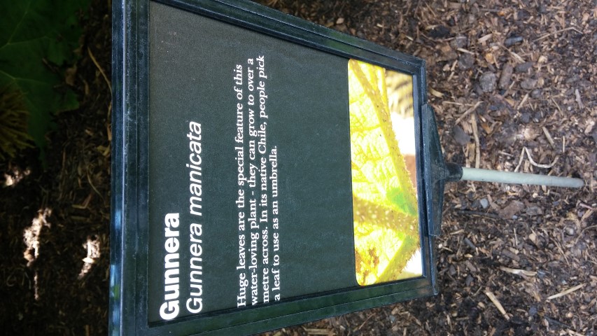 Gunnera manicata plantplacesimage20150704_145029.jpg