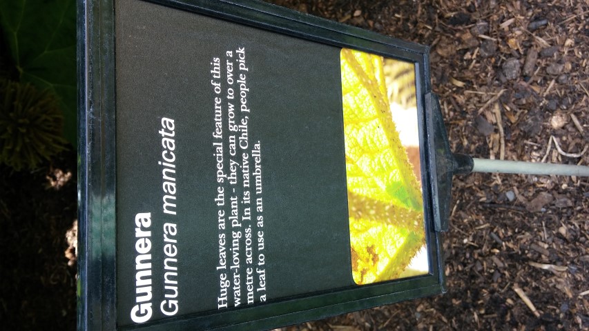 Gunnera manicata plantplacesimage20150704_145116.jpg