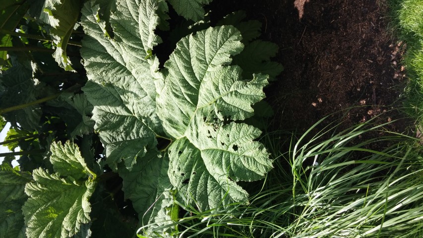 Gunnera manicata plantplacesimage20150704_145128.jpg