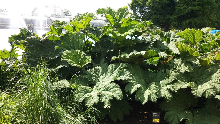 Gunnera manicata plantplacesimage20150704_145138.jpg