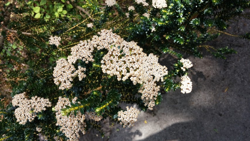 Ozothamus leptophyllus plantplacesimage20150704_145625.jpg