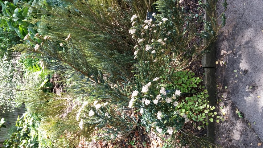 Ozothamus leptophyllus plantplacesimage20150704_145635.jpg