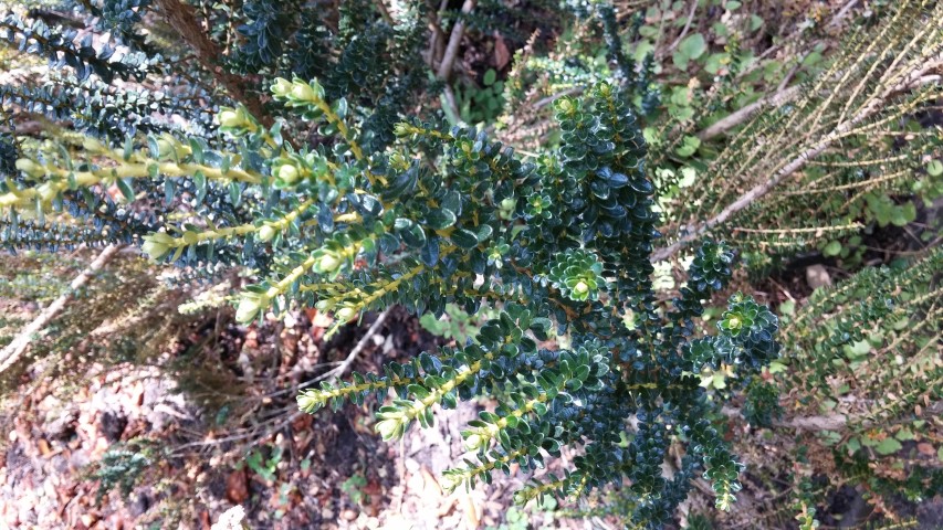 Ozothamus leptophyllus plantplacesimage20150704_145645.jpg