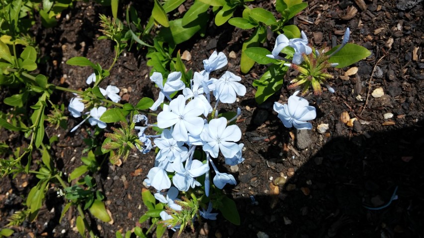 Plumbago auriculata plantplacesimage20150704_151742.jpg