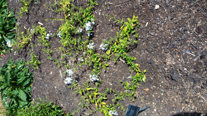 Plumbago auriculata plantplacesimage20150704_151810.jpg
