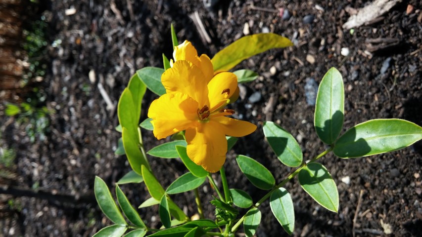 Senna septemtrionalis plantplacesimage20150704_154848.jpg