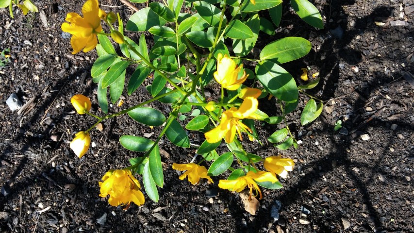 Senna septemtrionalis plantplacesimage20150704_154919.jpg