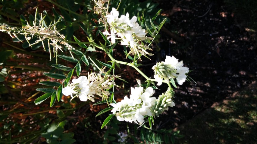 Medicago sativa plantplacesimage20150704_155021.jpg