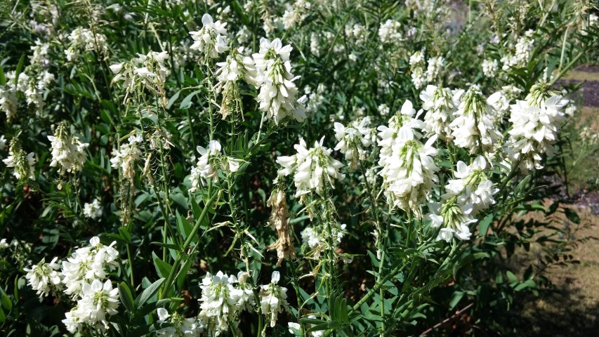 Medicago sativa plantplacesimage20150704_155033.jpg