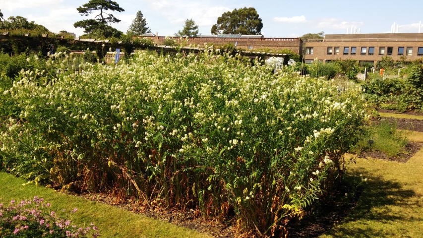 Medicago sativa plantplacesimage20150704_155050.jpg