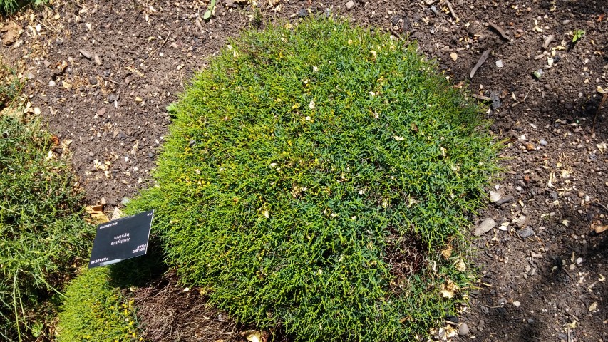 Anthyllis hystrix plantplacesimage20150704_155402.jpg