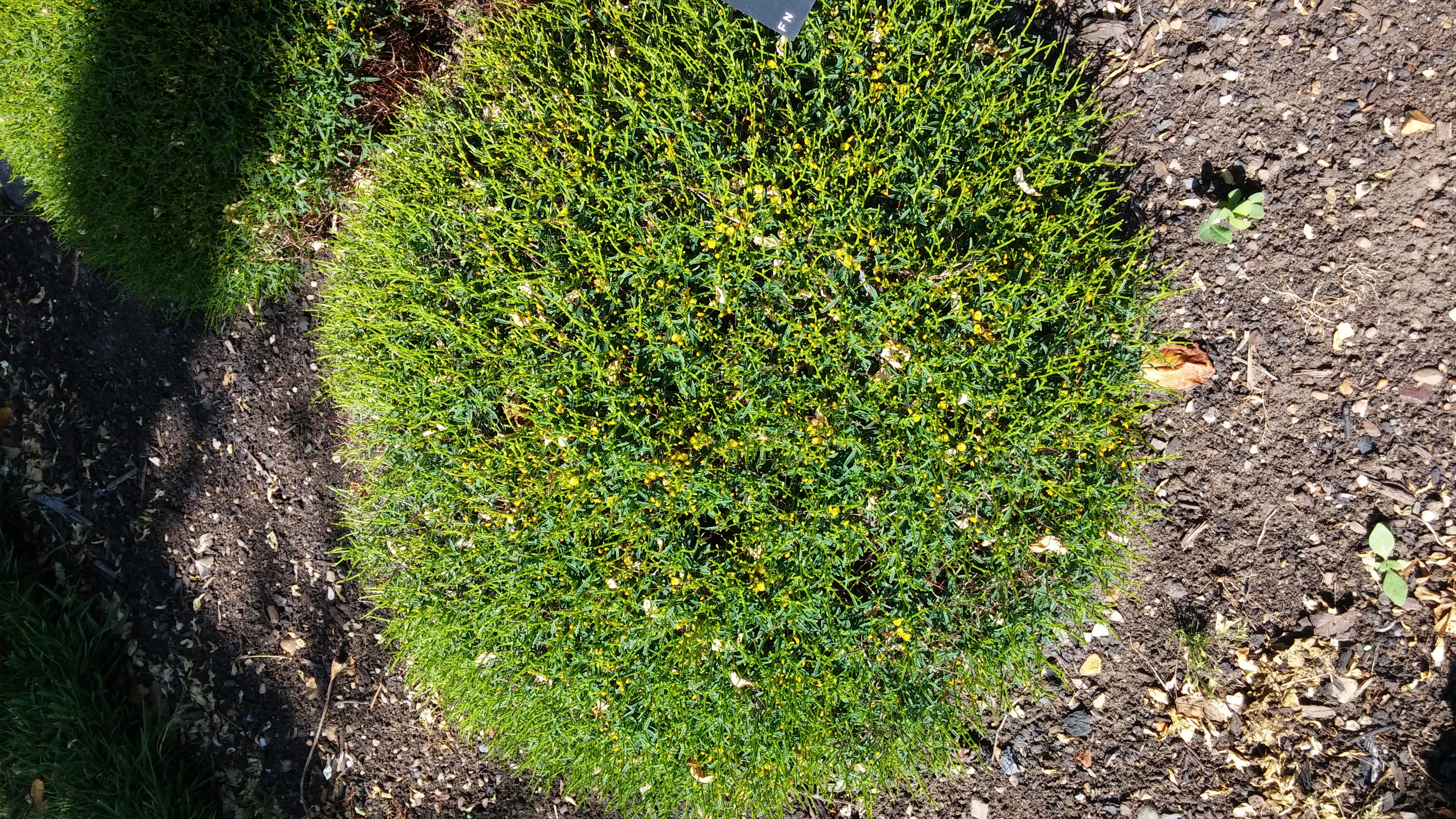 Anthyllis hystrix plantplacesimage20150704_155417.jpg