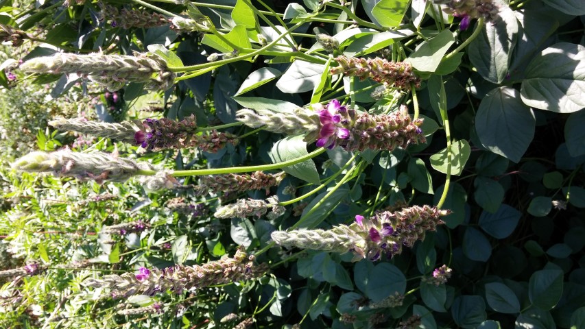 Hoita orbicularis plantplacesimage20150704_155856.jpg